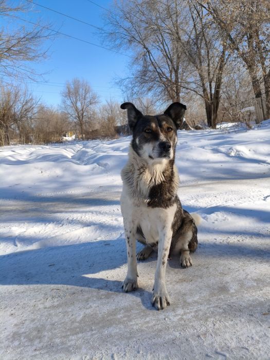 В самые добрые руки собака.