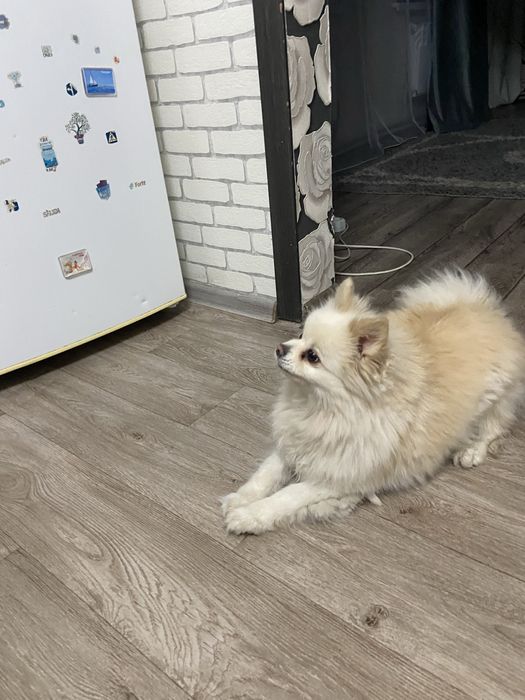 Продам шпится кабеля ему около 2 лет