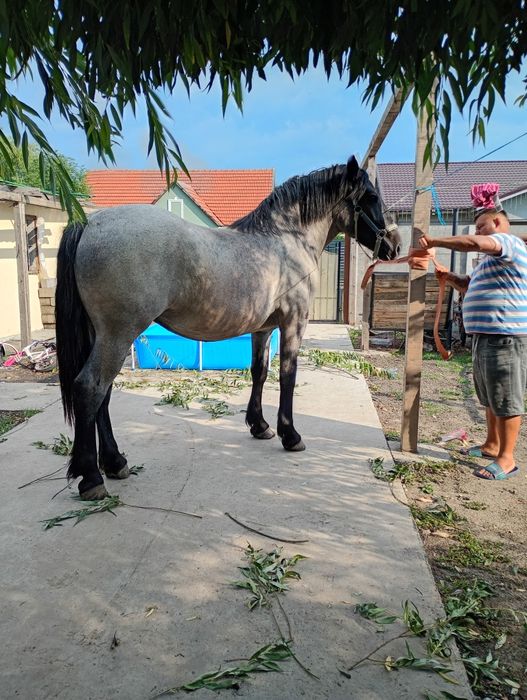 Vnd o mnză de 2 ani an vatată la căruță