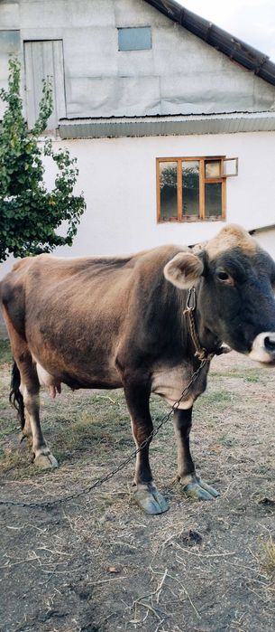 Алатауская корова