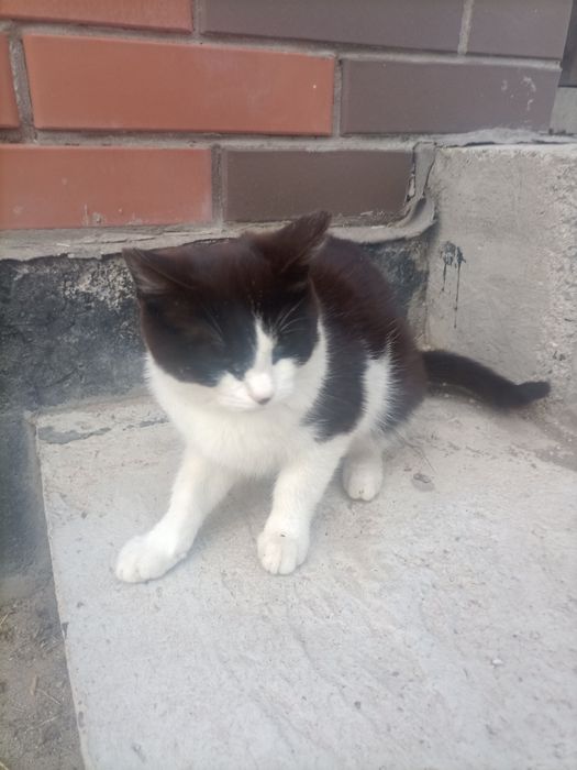 Отдам бесплатно кошку