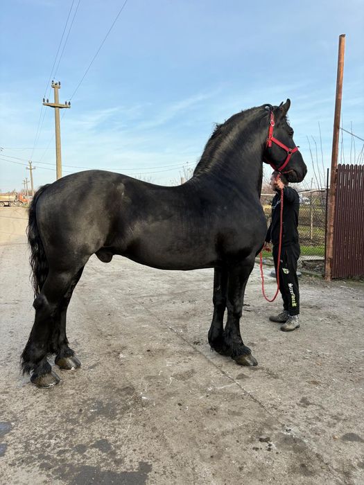 Vând Armăsar Frizian