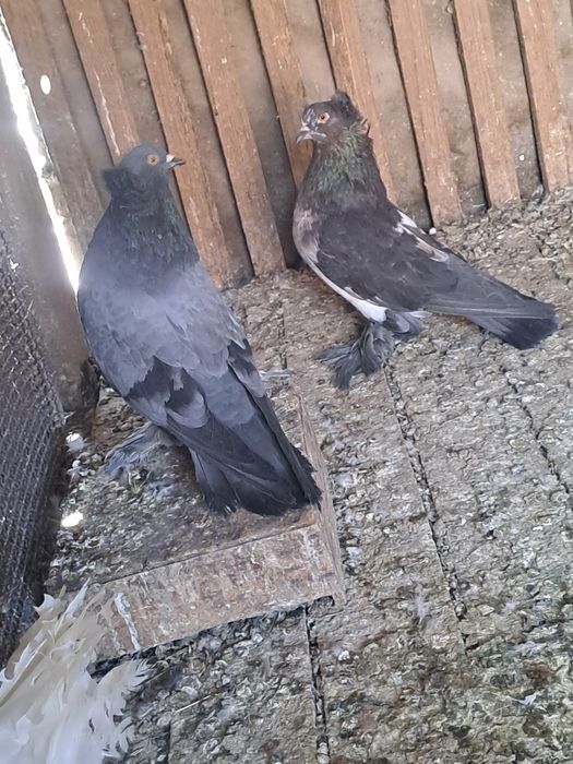 Porumbei și tururele razatoare