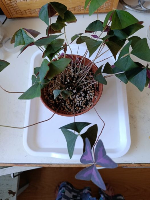 Продам кислицу, в горшке два разных сорта