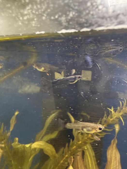 Гуппи синяя московская самцы