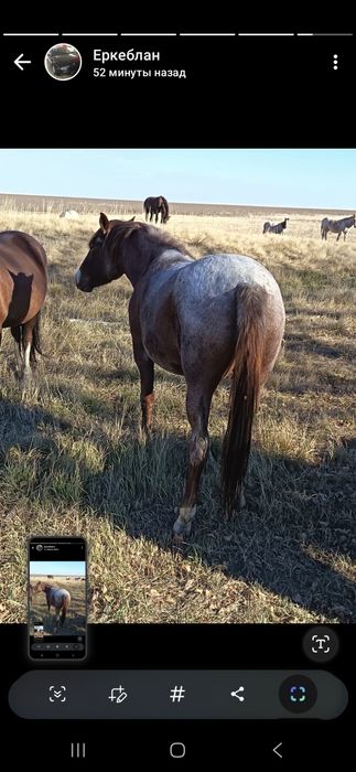 Продам хорошего Жеребца