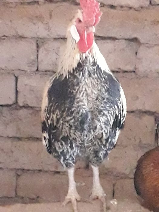 Xóroz 2ta tovuq sotiladi