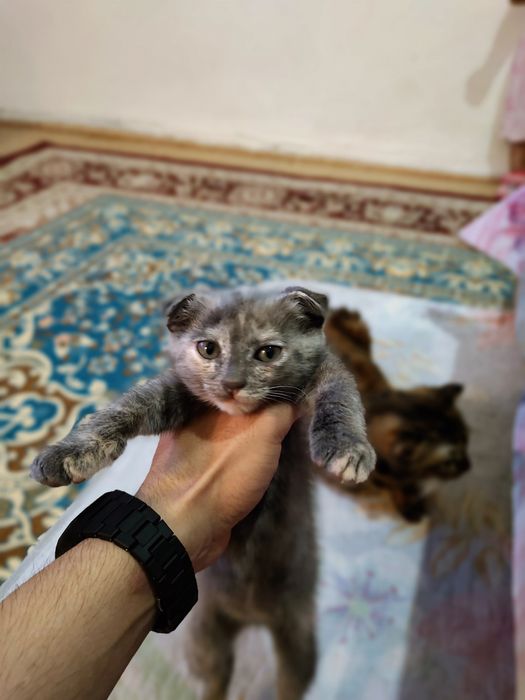 Котики маленькие