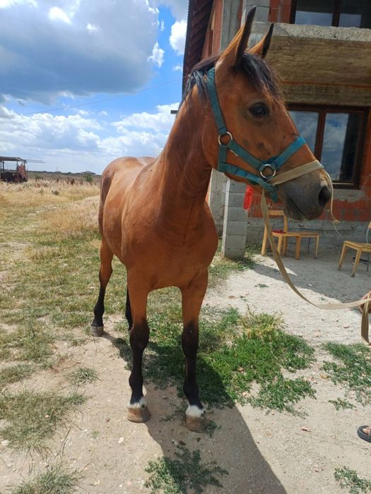 Vând mânză de un an și cinci luni