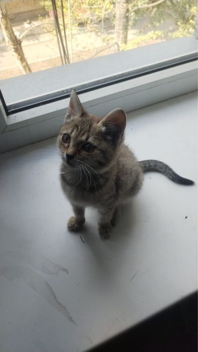 Дарю маленького котенка