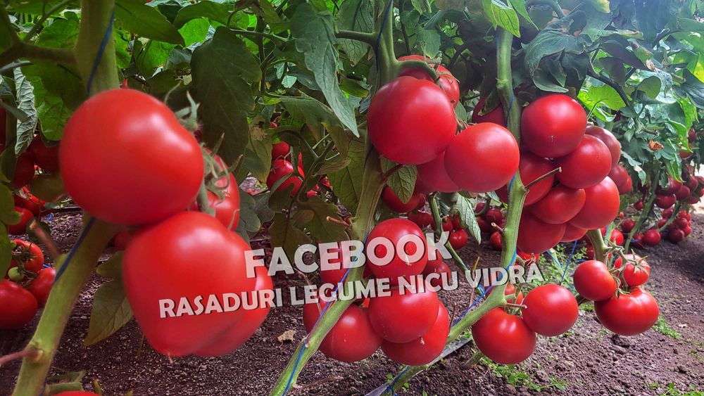 Rasad rosii [tomate] | Rasaduri rosii Prekos, Inima de bou, Ardei, etc