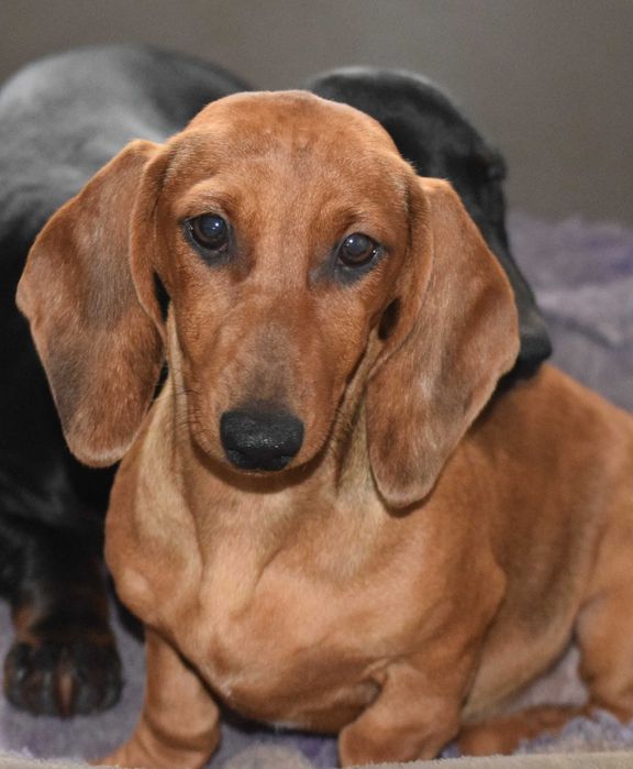 Teckel Dachshund par scurt Pedigree FCI