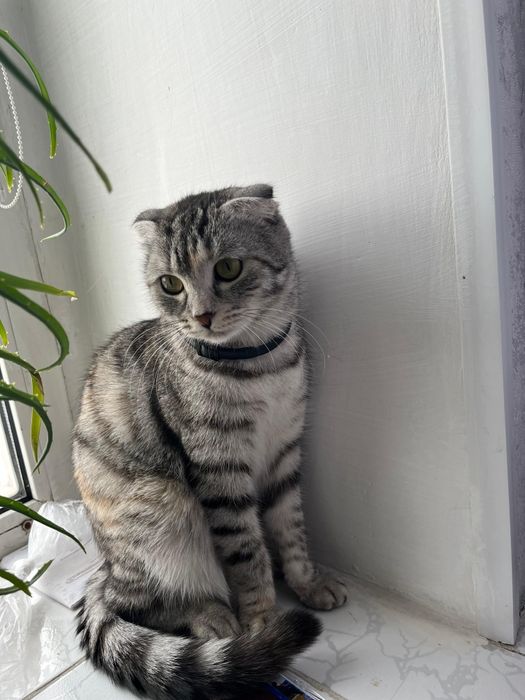 Кошка 1'3 месяцев