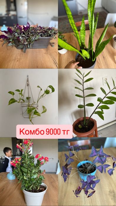 Доставка бесплатно