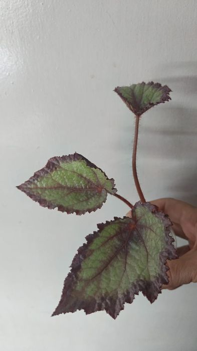 Каталог бегония Петропавловск