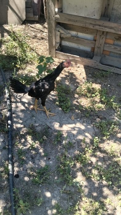 Продам      дакан