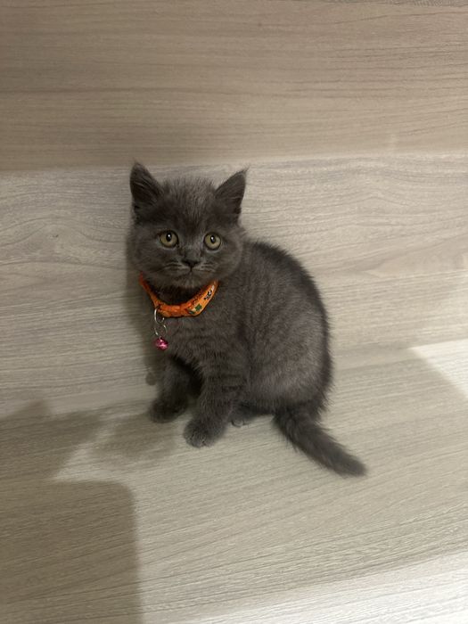 Mushukcha Scotish hamma narsasi bilan