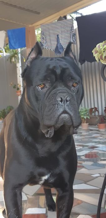 Отдам даром щенков. Папа кане корсо.