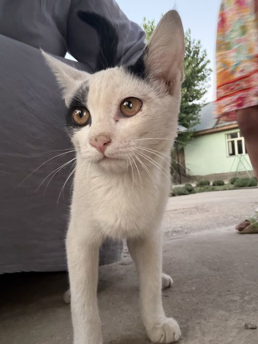 Котенок в добрын руки