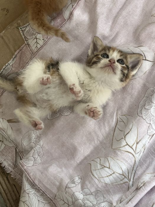 Отдам котят в добрые руки