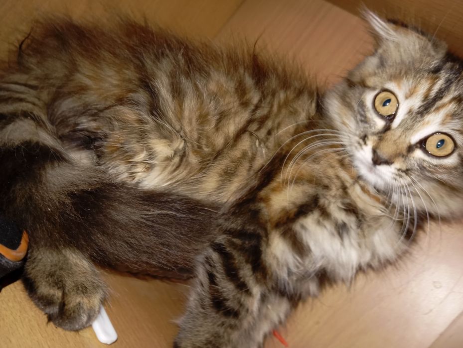 Котята девочки!!