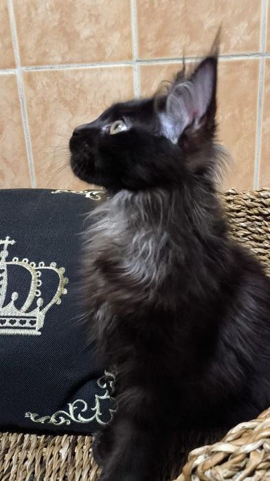 Black- ЧЁРНЫЕ мейн- кун Котята