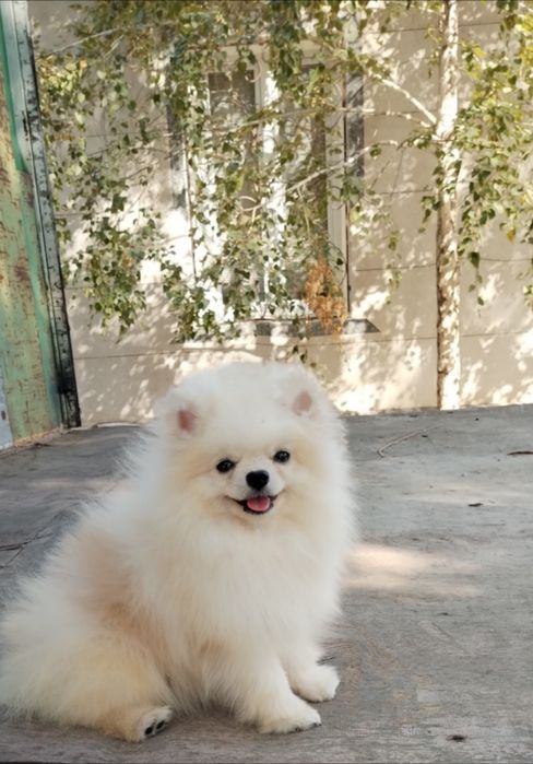 Продаётся 8 месяц кобель Помераский шпиц очень маленький компактный.