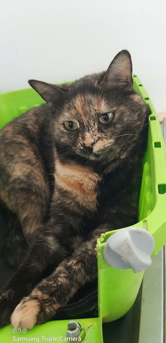 Търся дом за Ная на 2,5 години, кастрирана