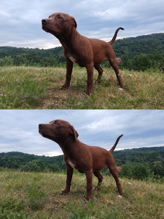 Femelă   Amstaff