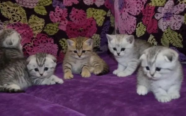 Прелестнейшие Шотландцы