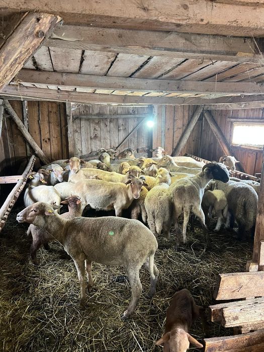 De vânzare 12 oi tinere cu miei