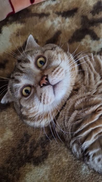 Отдам кота в добрые руки