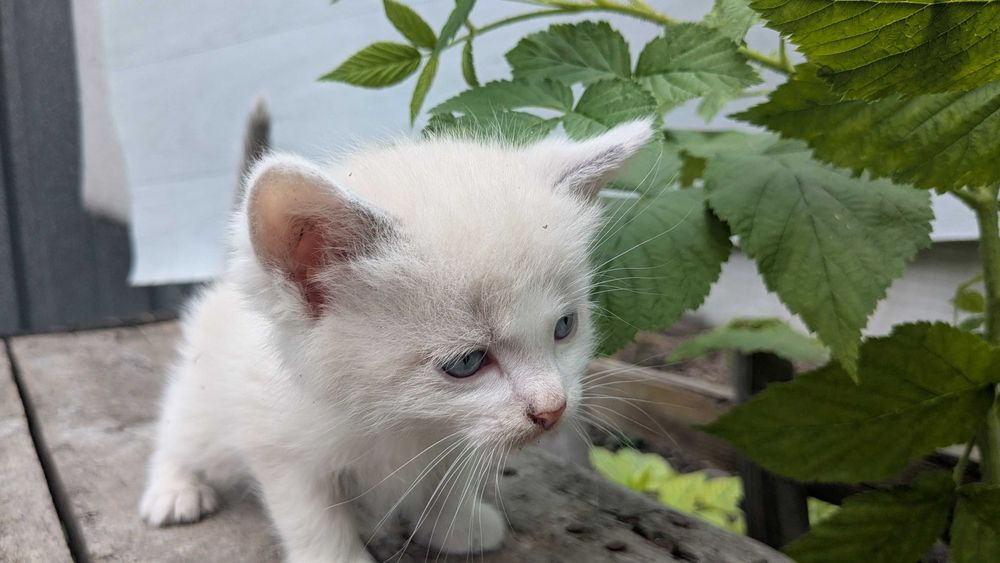 Котята редчайшей экспериментальной породы