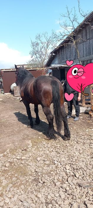 Iapa de 5 ani foarte cuminte nu sperie. de mașini