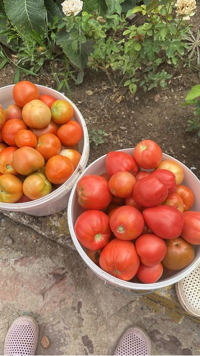 Продам дачу на Спутнике.4 остановка.