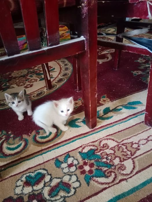 Мысық тегін берем маргау