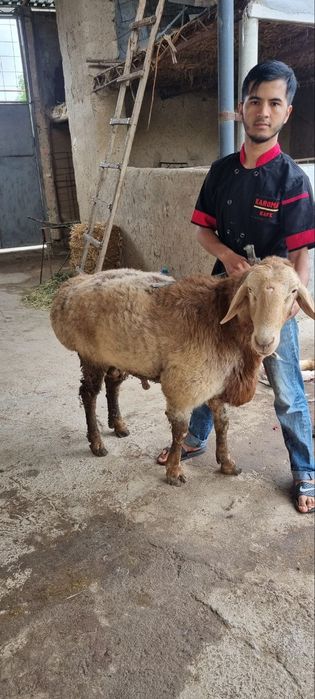 Qassob xizmati  QOCHQORlar sotiladi  24/7