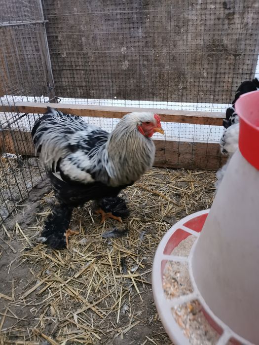 Vând cocoși brahma columbia   hi și potarnichiu