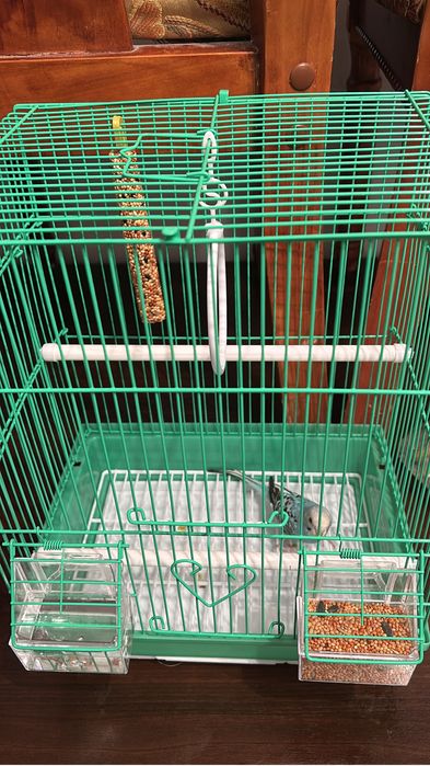 попугай волнистые мальчик и девочка с клеткой (2)