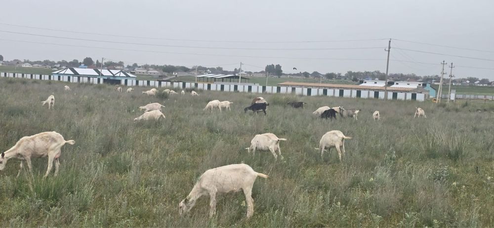 Продается крестьянское хозяйство