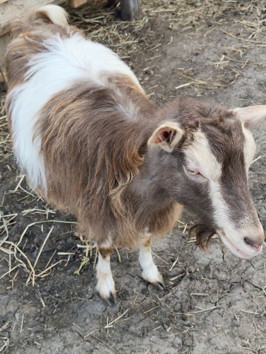 Vand capra cu ieduța