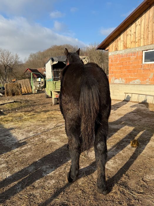 Vând Manza de 6 luni