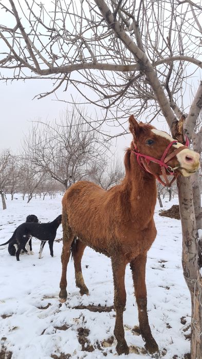 Тай сатылады срочно 1,5 жас