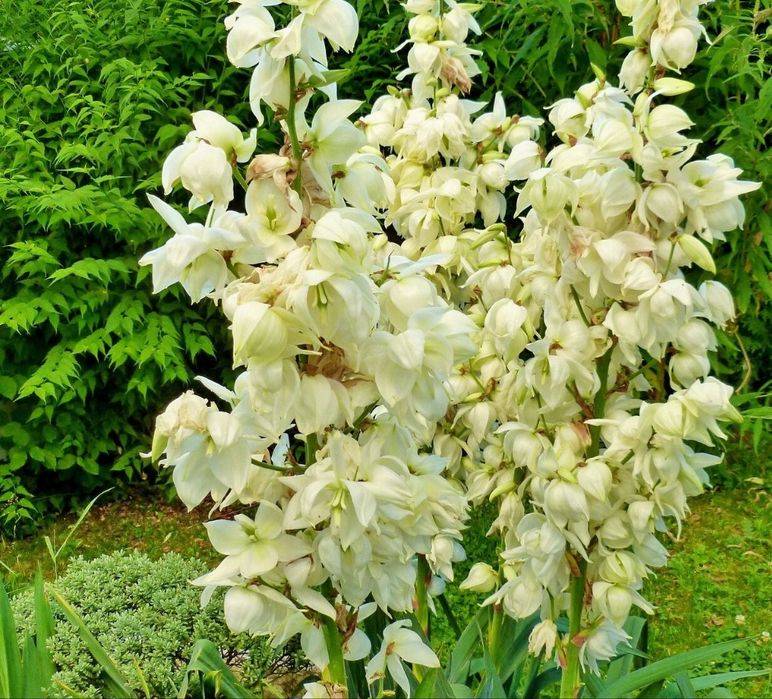 Yucca de gradina