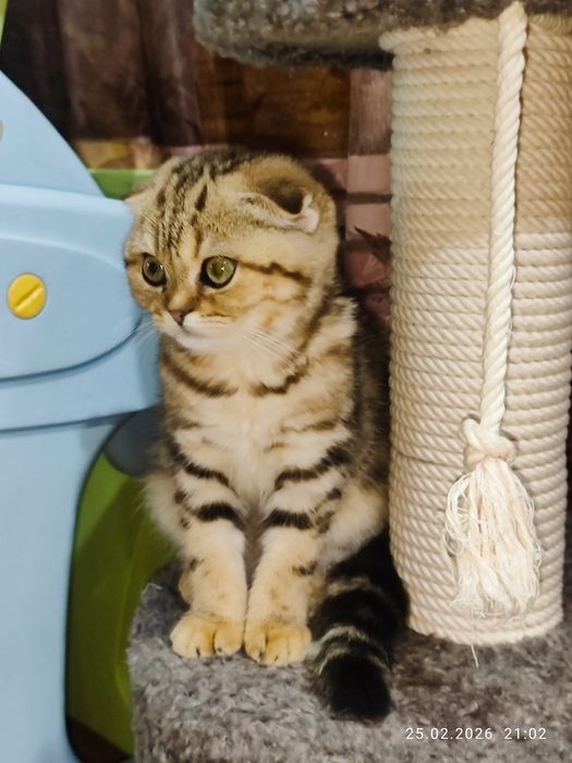 Продается Скоттиш фолд ДЕВОЧКА