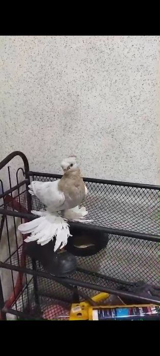 Продам голубей Актобе