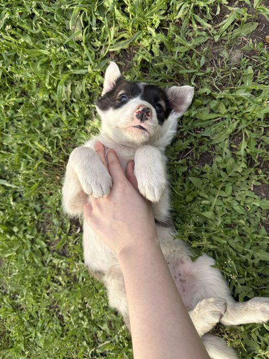 Щенки, дворняжки