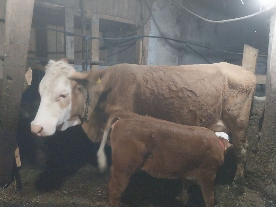 Vând vacă Balțata Românească cu vitea