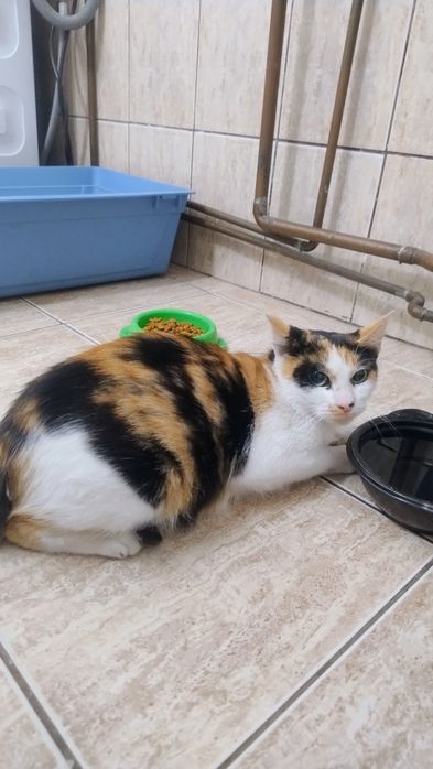 Pisica Calico pt adoptie.