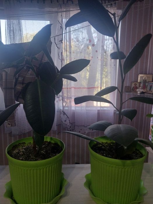 Комнатные цветы срочно